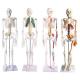 1.8m PVC 14kgs Human Skeleton Model With Colored Muscle And Ligament