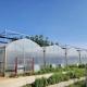 Multi-Span Greenhouse with Hydroponics and Plastic Film Samples US 20/Square Meter