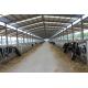 Automation And Sanitary Pre-made Steel Structural Cowshed Framing Systems