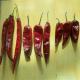 Iron-Rich Yidu Chili Spicy And Packed With Nutritional Benefits