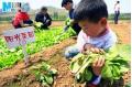 Real    Happy Farm    Appears in Jinan