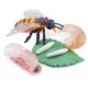 Realistic 4 PCS Bee Animal Life Cycle Insect Growth Model Figure Cake Toppers Toys For Boy Girl Kid