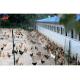 ISO9001 2008/CE/BV Certified Modern Poultry Farm Light Steel Structure Chicken House