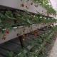 6/9.6/12meters Cultivation Method Hydroponic System for Juxiang Film Greenhouse Easy