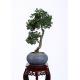 Non Toxic 60cm Plastic Bonsai Tree , Authentic Bonsai Tree Easy Care Elegant Charming