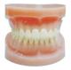 Standard Full - mouth Human Teeth Model for Dental Hospital and Medical Schools Training