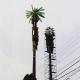 Artificial Palm Tree Antenna Mast Monopole Tower 30-80m Height