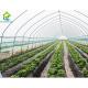Customized Poly Tunnel Greenhouses for Tomatoes Growing 10*30 Square Meters