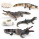 Crocodile Alligator Life Cycle Figure Model Toy For Boys Girls Kids