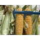 FDA Certified 100% Fresh Iqf Sweet Corn On The Cobs
