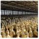 Economical And Practical Steel Structure Livestock Shed Henhouse Duck Shed