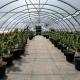 Medicinal Marijuana Plants Growing Dep Greenhouse Light Deprivation Green House Suppliers for vegetable