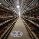 Automatic 160 Birds Layer Poultry Farm Cage For Egg Layers