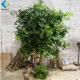 2.5m Height Artificial Fruit Tree , Litchi Fruit Tree For Rainforest Landscaping Decoration