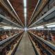 Professional Chicken Farming Equipment Layer Battery Cages