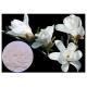 50% - 95% Magnolol Magnolia Bark Supplement , Magnolia Officinalis Bark Extract HPLC Test