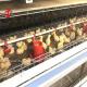 96 Birds A Type 1-12 Weeks Chick Brooder Cage In Chicken Farm Doris