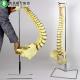 Life Size Vertebral Column Model With Pelvis / Plastic Spine Model Skeletal