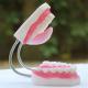Human Anatomical 6 Times 32 Teeth Dental Care Model