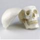 Human Anatomy Type Life Size Medical Skull Model