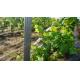 Outdoor Garden Grape Trellis Posts With Z Shaped Holes 2.7m Height Anti Corrosive
