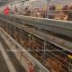 Automatic Layer Egg Collection A Type Chicken Cage For Poultry Farm Rose
