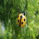 Ladybug Metal Yard Ornaments Decor Waterproof And Recyclable