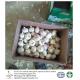 China fresh garlic export to Brazil By pioneer garlic group. 5.5-6.0cm loose packing carton box
