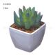 Natural Looking Artificial Succulents Plastic Potted Table Plant Ornamental