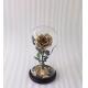 Real Natural Fresh Big Rose Preserved Flower Preserved Everlasting Real Roses in Glass Dome for Sale