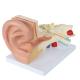 Human Giant Anatomical Ear Model 4 Parts For Medical Education