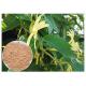 Anti Inflammatory Honeysuckle Flower Extract , 5% Chlorogenic Acid Lonicera Japonica Extract