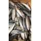 BQF Sea Frozen Mackerel Fish , 40 - 60pcs/ctn Frozen Fishing Bait