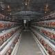 Automatic Egg Chicken Layer Battery Cage Poultry Farming System A Type