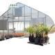 Commercial Film Covered Single Tunnel Greenhouse for Maximizing Agricultural Output