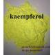 kaempferol powder from herba kaempferia galanga