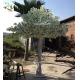 UVG CHR135 indoor wedding use white fake chinese cherry tree for home garden decoration