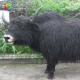 Customized Lifelike Animatronics Robotic Animal Wild Yak Replications For Exhibition