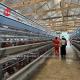 Full Automatic H Type Broiler Chicken Cage For 500 To 50000 Chickens Farm In Africa Doris
