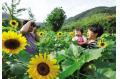 Sunflowers in Shaoxing were in full bloom