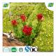 Rhodiola P.E. Salidroside3%