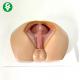Male Educational Body Parts Models Perineum Shallow Muscle Anatomic Demonstration