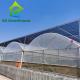 Hot Galvanized Steel PE Film Greenhouse 44m-52m Length Plastic Tomato Greenhouse