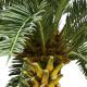 Big Tropical Artificial Date Palm Tree No Nursing Highly Simulated Plants Outdoor Decor