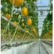 Hydroponics Cultivation Method PC Sheet Garden Flower Sunlight Greenhouse for Canada Area