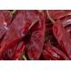 8000SHU Cherry Red Guajillo Chilis AD Drying Chile Guajillo Pods Stick Shape