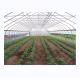 Cucumber Farming Small Agricultural Tunnel Greenhouse with Galvanized Steel Frame