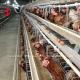 H Type Layer Battery Cage System With Poultry Equipment For 5000-20000 Birds Farm Iris