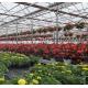 Double-Arch Greenhouse for Tomato Cultivation Initial Payment and Soilless Culture