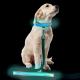 Custom Popular Large LED Dog Collar , Flashing Long Dog Leash For Pet Walk